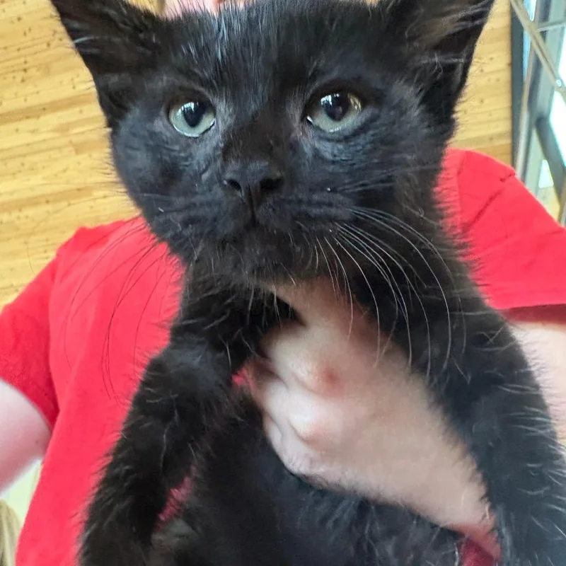 A baby small-sized male Black Domestic Short Hair cat named Apollo for adoption in Leander, TX