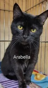An adult large-sized female Black Domestic Short Hair cat named Arabella for adoption in Moline, IL