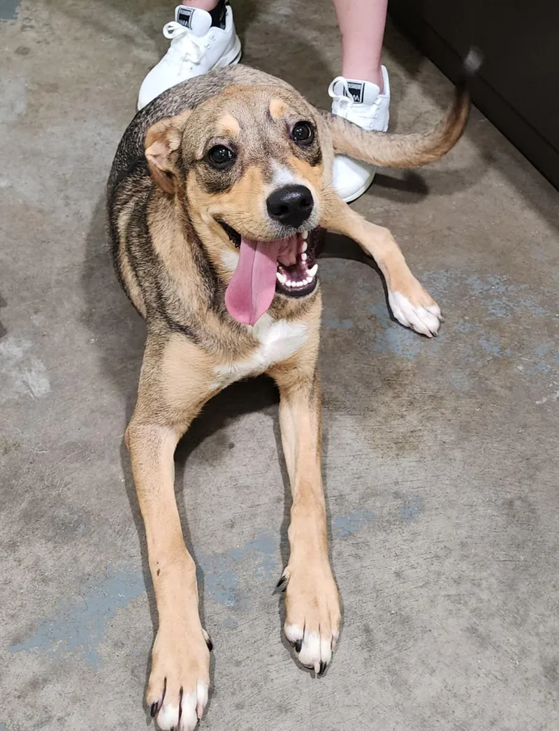 Davey Boy thumbnail 2