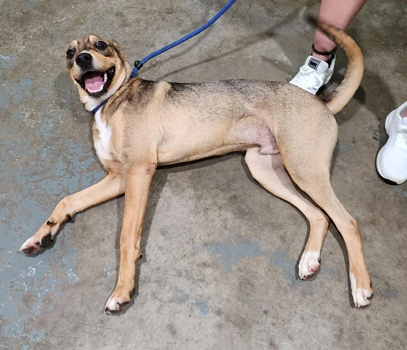 Davey Boy thumbnail 3