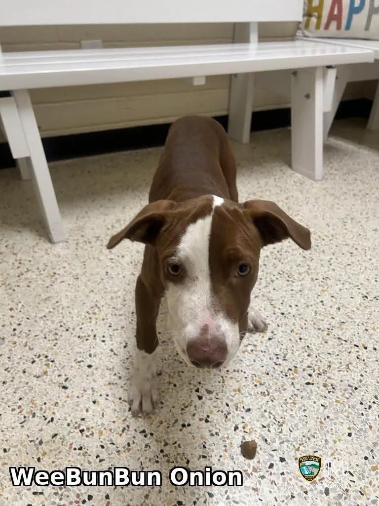 A baby medium-sized female Brown / Chocolate Mixed Breed dog named WeeBunBun for adoption in Raleigh, NC