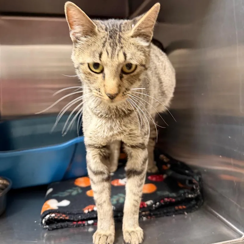 A young large-sized female Domestic Short Hair cat named Daphne for adoption in Cody, WY