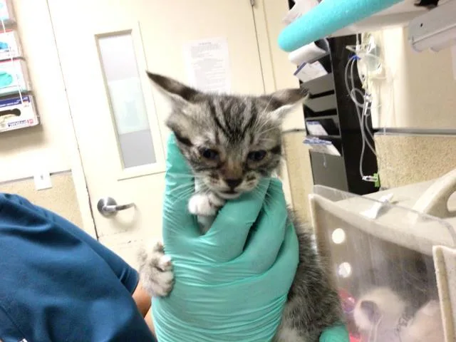 A young small-sized female Domestic Short Hair cat named Trixie for adoption in Riverside, CA