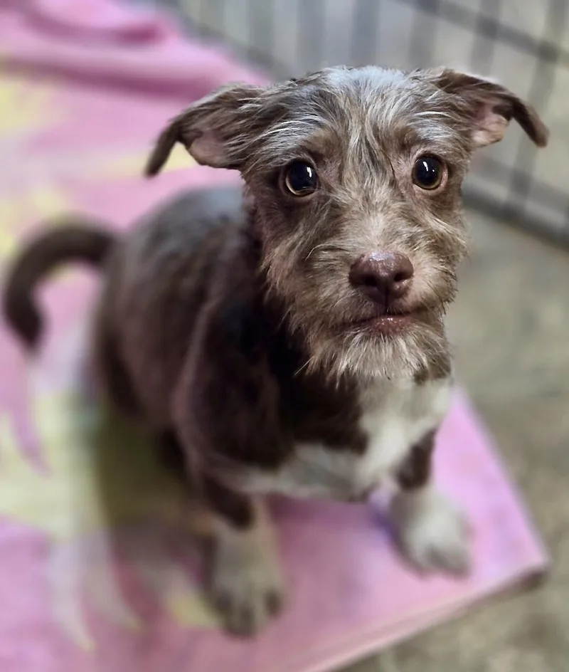 A young small-sized male Brown / Chocolate Chiweenie dog named Felix for adoption in Los Angeles, CA
