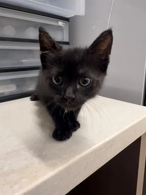Carlos
