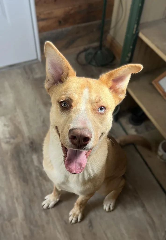 A baby medium-sized male Husky dog named Rocco for adoption in Genoa, IL