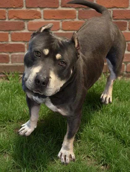 Chico