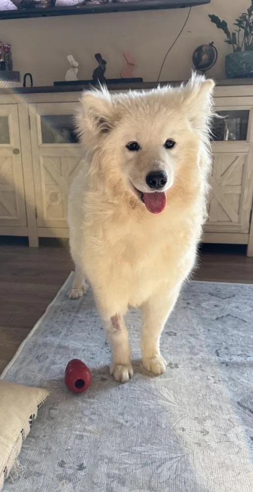 A young medium-sized female White / Cream Samoyed dog named Bianca for adoption in East Greenville, PA