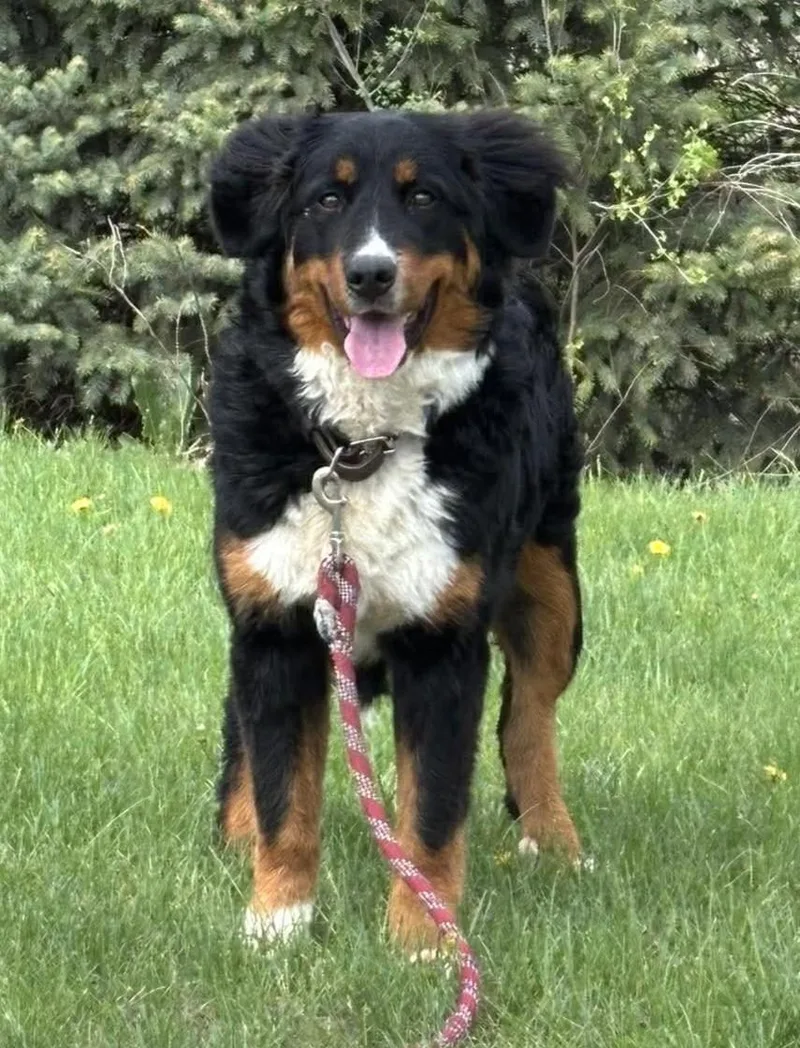 A baby large-sized female Tricolor (Brown, Black, & White) Bernadoodle dog named Pepper for adoption in Maryville, MO