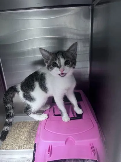 A baby small-sized female Domestic Short Hair cat named Prada for adoption in Daytona Beach, FL