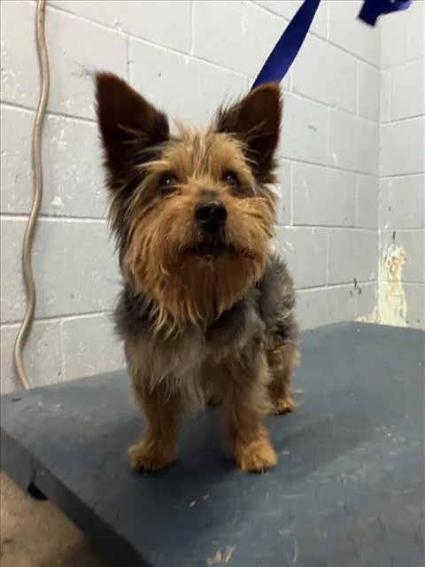 A senior small-sized male Yorkshire Terrier dog named Hershey for adoption in Woodland, CA