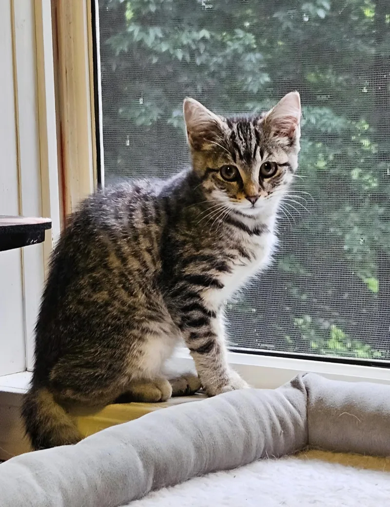 A baby medium-sized female Tabby (Brown / Chocolate) Domestic Short Hair cat named Penelope for adoption in Johnson City, TN