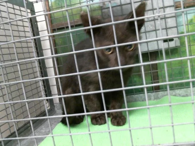 A baby small-sized male Domestic Short Hair cat named Charly for adoption in Houston, TX