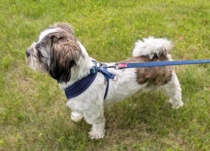A young small-sized male Shih Tzu dog named Jack for adoption in Baraboo, WI