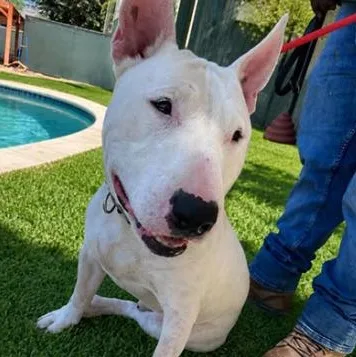 An adult medium-sized male Bull Terrier dog named Why for adoption in Palm Desert, CA