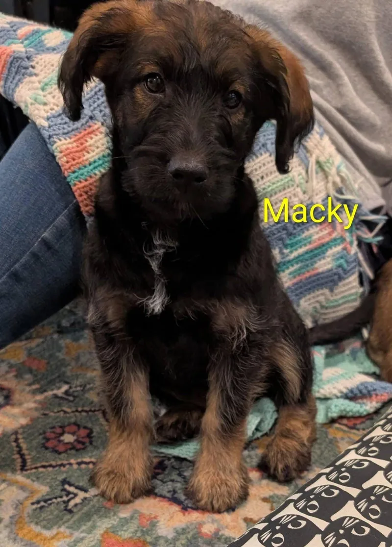 Macky