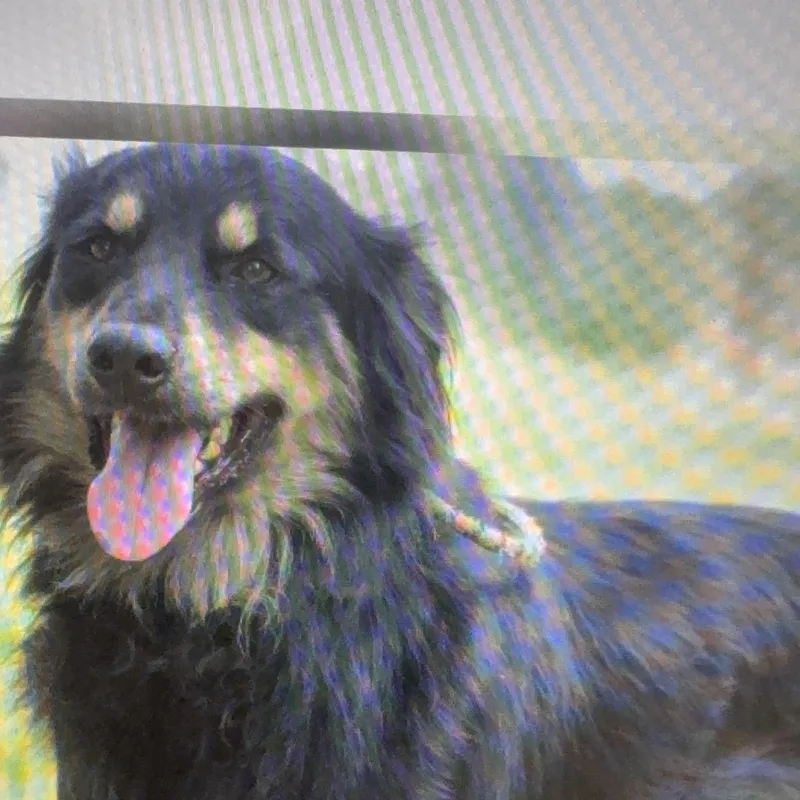 A young medium-sized male Australian Shepherd dog named Rocky and Sammy  for adoption in Okolona, MS