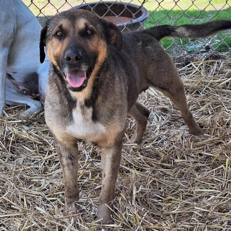 A senior medium-sized male Brown / Chocolate Shepherd dog named Parish for adoption in Boaz, AL
