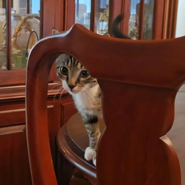 A baby medium-sized male Tabby (Brown / Chocolate) Domestic Short Hair cat named Cubbie for adoption in Lemoyne, PA