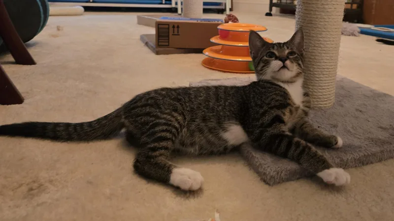 Cubbie thumbnail 4