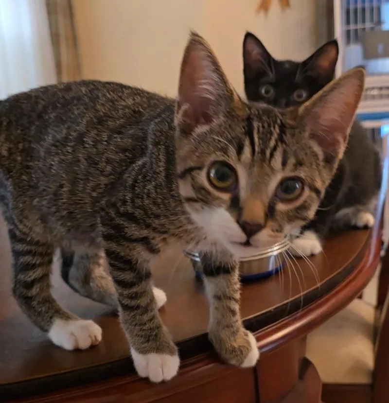 Cubbie thumbnail 5
