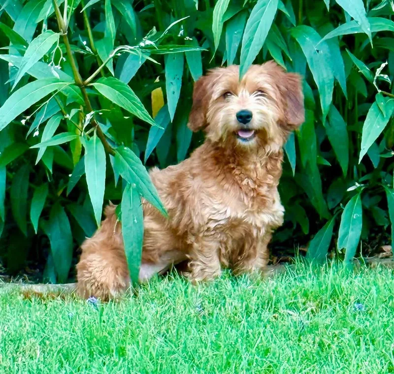 A young small-sized female Wheaten Terrier dog named Tessa for adoption in Rockwall, TX