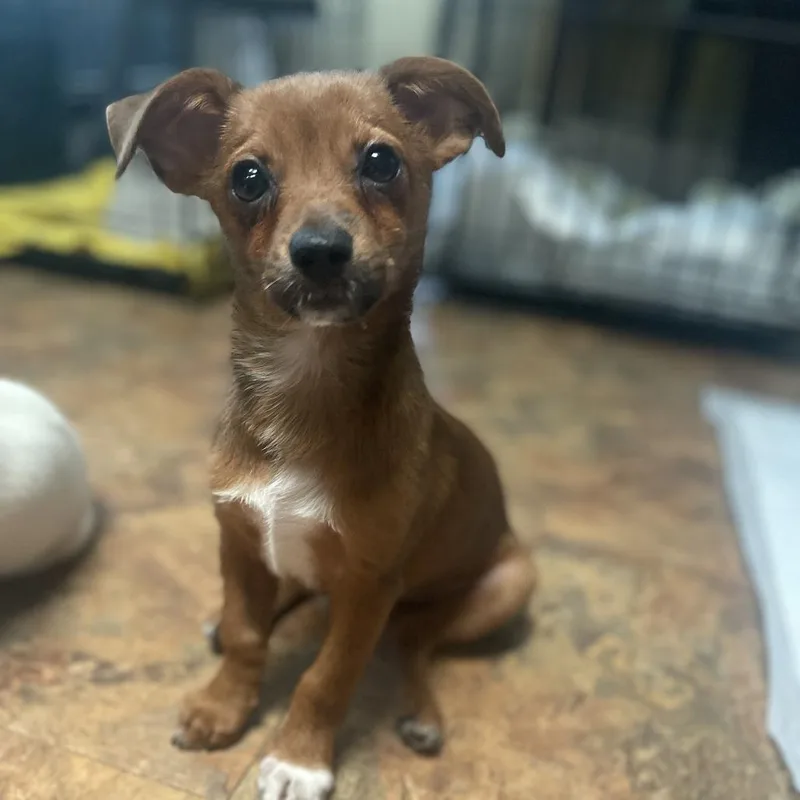 A baby small-sized female Brown / Chocolate Chihuahua dog named Lola for adoption in Austin, TX