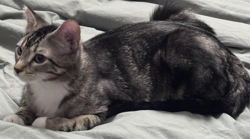 A baby small-sized female Gray & White Domestic Short Hair cat named Kerry for adoption in O'Fallon, MO