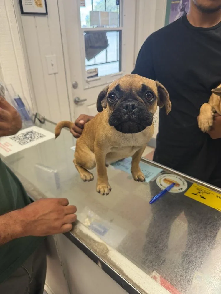 A baby small-sized male Tricolor (Brown, Black, & White) French Bulldog dog named Pelucin for adoption in Ontario, CA