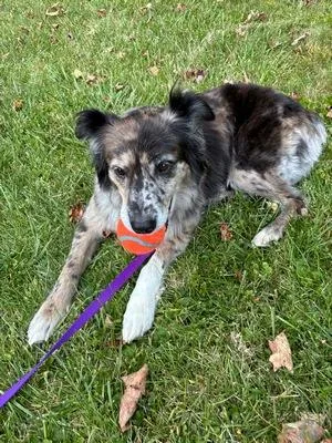 An adult medium-sized female Tricolor (Brown, Black, & White) Australian Shepherd dog named Lucee for adoption in Collegeville, PA