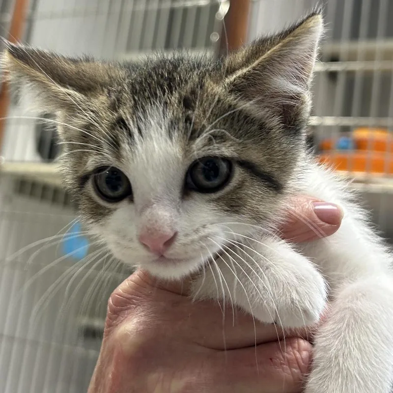A baby small-sized female Brown / Chocolate Domestic Short Hair cat named Tabitha for adoption in Hannibal, MO