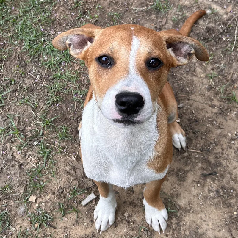 A baby medium-sized male Brown / Chocolate Hound dog named Dean for adoption in The Colony, TX