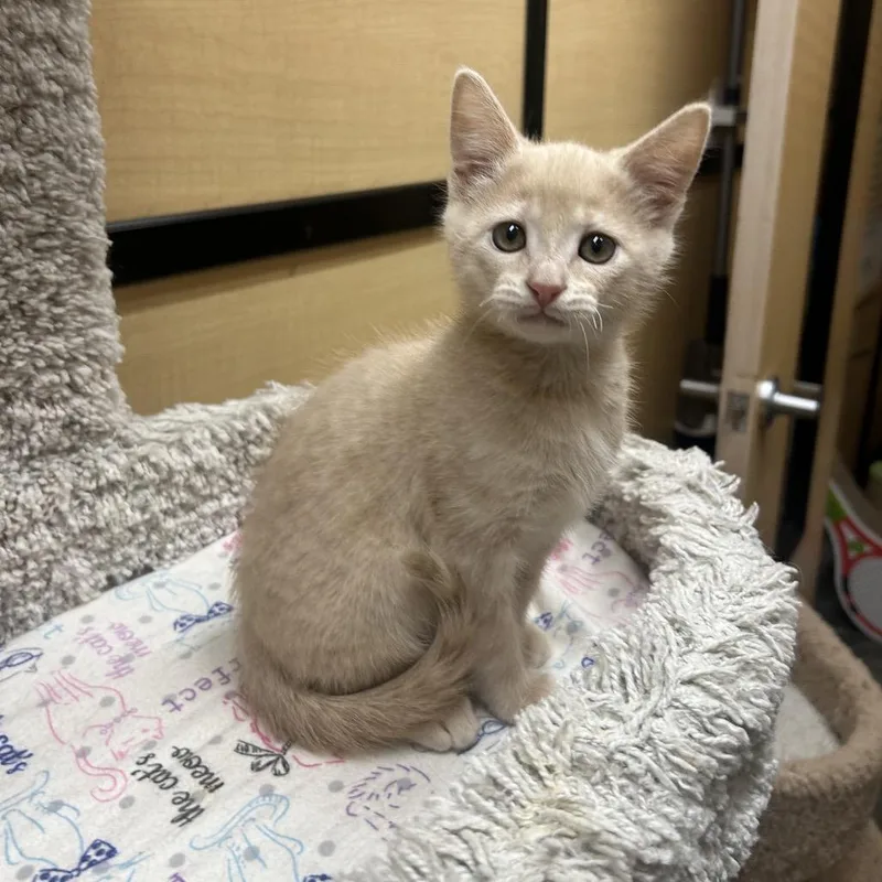 A baby small-sized male Cream / Ivory Domestic Short Hair cat named Otto for adoption in Hemet, CA