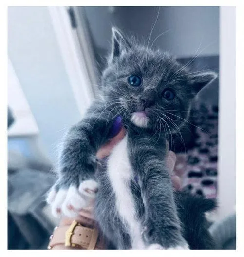 A baby medium-sized male Gray & White Domestic Short Hair cat named Jack for adoption in Frisco, TX