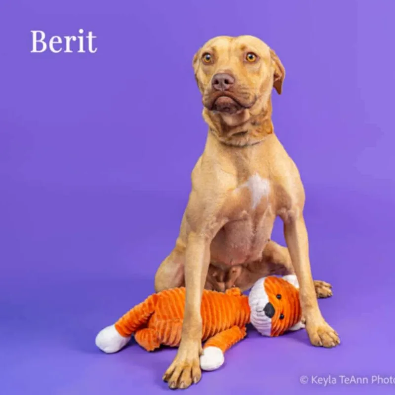 An adult medium-sized female Yellow / Tan / Blond / Fawn Pit Bull Terrier dog named Berit for adoption in Northbrook, IL