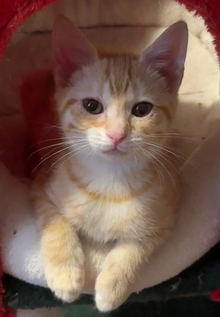 A young medium-sized male Orange & White Tabby cat named Lion for adoption in Garner, NC