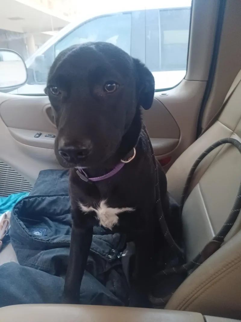 A baby medium-sized female Black Labrador Retriever dog named Daisy for adoption in Spring, TX