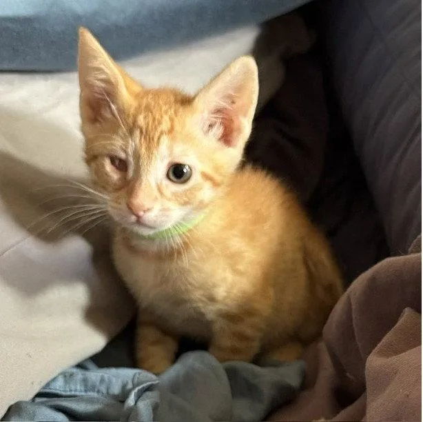 A baby medium-sized female Tabby cat named Wink for adoption in San Jose, CA