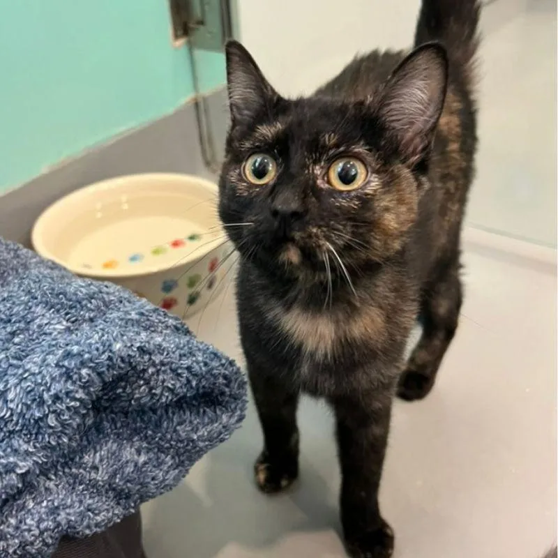 A baby medium-sized female Domestic Short Hair cat named Honeycrisp for adoption in Jackson, WY
