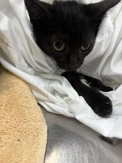 A baby small-sized male Domestic Short Hair cat named Luke for adoption in Fishers, IN