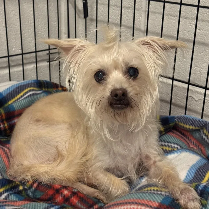 A senior small-sized female Maltese dog named Cupcake for adoption in Falls Church, VA