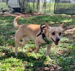 An adult small-sized male Yellow / Tan / Blond / Fawn Chihuahua dog named Rosco for adoption in Winter Haven, FL