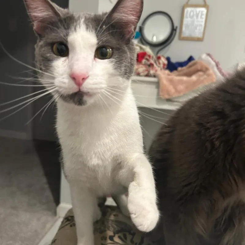 A young medium-sized female Gray / Blue / Silver Domestic Short Hair cat named Reeves for adoption in Inver Grove Heights, MN