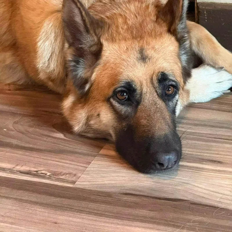 A young large-sized female German Shepherd Dog dog named Bella for adoption in New Rochelle, NY