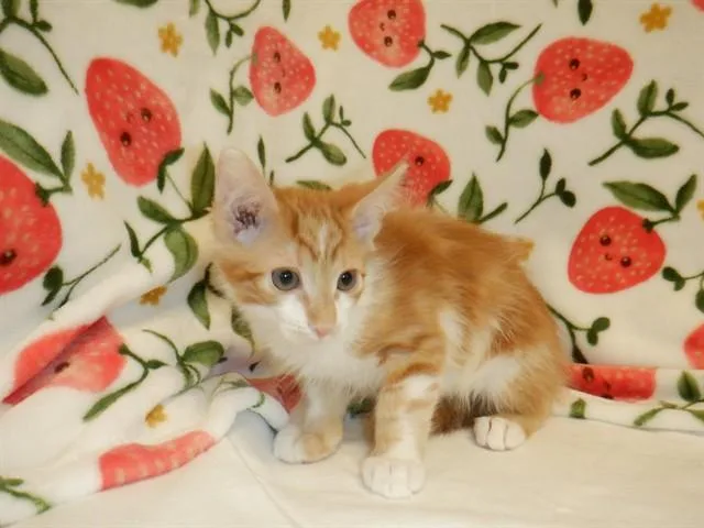 A baby small-sized male Domestic Short Hair cat named Nano for adoption in San Jose, CA
