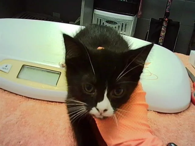 A baby small-sized female Domestic Short Hair cat named Daisy for adoption in Indianapolis, IN