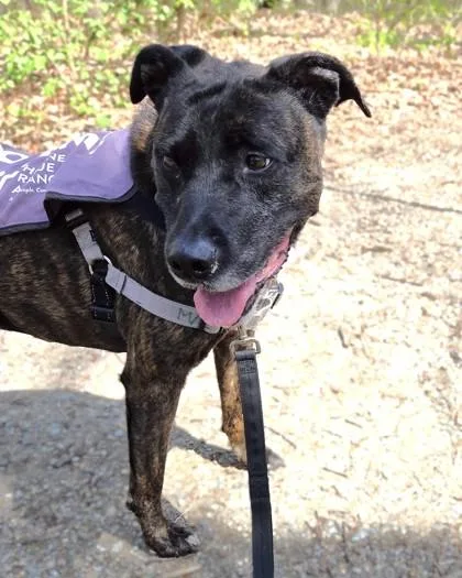 A young medium-sized male Pit Bull Terrier dog named Granite for adoption in Washington, DC