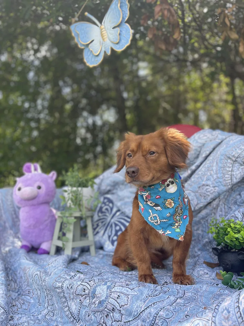 Chico