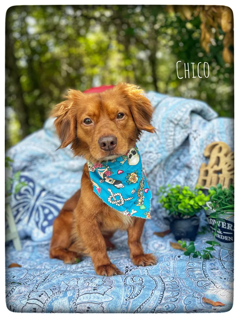 Chico thumbnail 4
