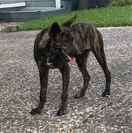 A young medium-sized male Mixed Breed dog named Squirrel for adoption in Dallas, TX